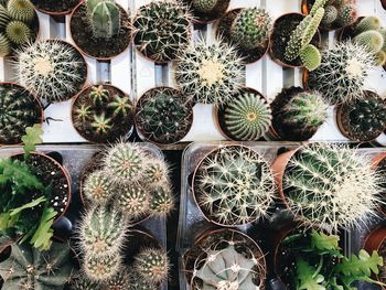Full frame shot of succulent plants