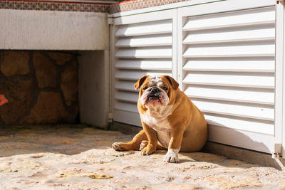 Portrait of dog sitting at home