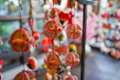 Low angle view of red flowering plant