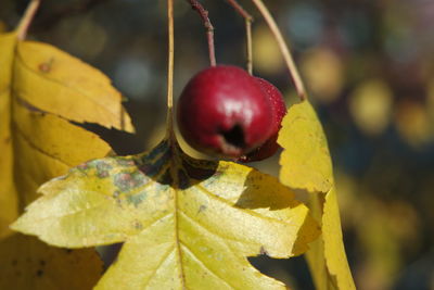 Close-up of red berries growing on tree during autumn