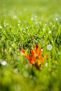 Close-up of grass