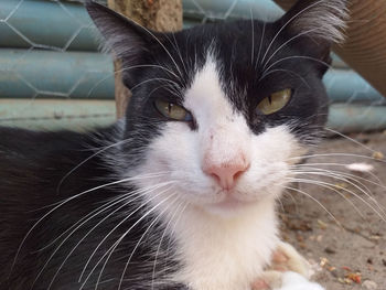 Close-up portrait of a cat