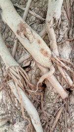 High angle view of roots on sand