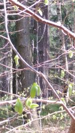 Trees in forest