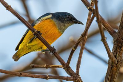 Close-up of bird perching on branch