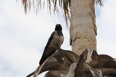 Low angle view of bird perching on tree against sky