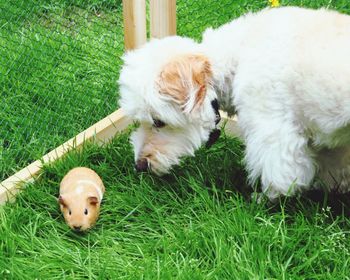 Dog lying on grass