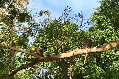 Low angle view of monkey on tree in forest against sky