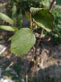 Close-up of insect on leaf