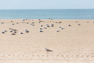 Flock of birds on beach