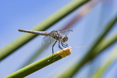 Close-up of dragonfly on plant