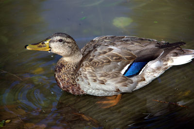 Close-up of duck swimming in lake