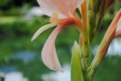 Close-up of red lily blooming outdoors