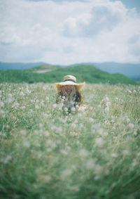 Horse in a field