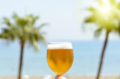 Close-up of beer glass on tree against sky