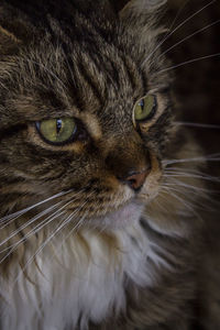 Close-up portrait of a cat