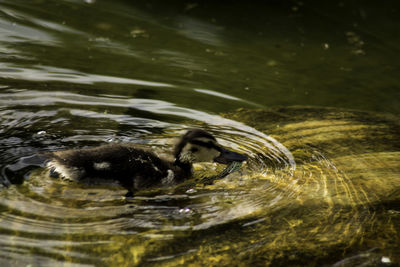 High angle view of duckling carrying prey while swimming in lake