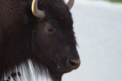 Close-up of horse