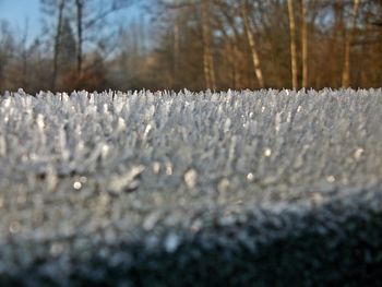 Close-up of frozen trees on land