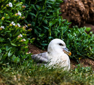 Close-up of bird on field