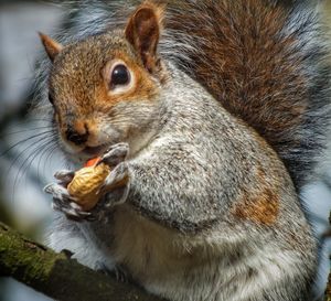 Close-up of squirrel eating food