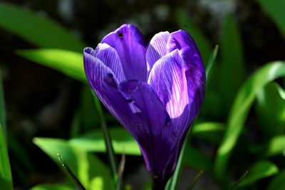 Close-up of purple crocus flower