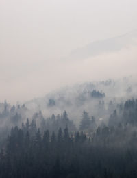 Scenic view of trees against sky during foggy weather