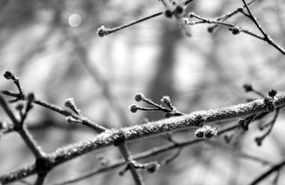 Close-up of frozen plant on branch