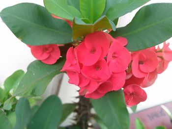 Close-up of pink flowers blooming outdoors