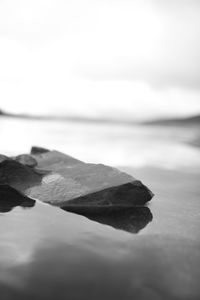 Close-up of leaves on water