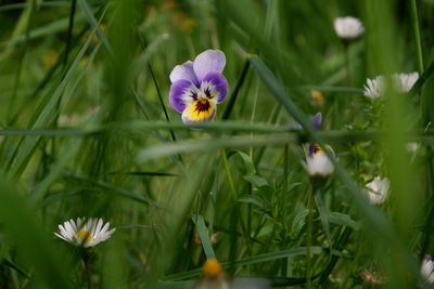 Close-up of purple flowering plant on field