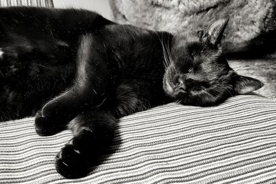 Cat relaxing on bed at home