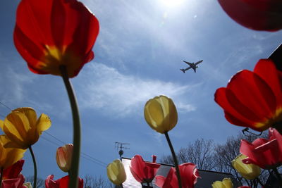 Low angle view of flowering plants against sky