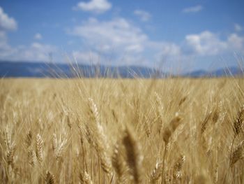 Close-up of wheat field against sky