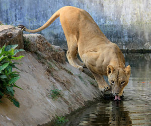 Full length of a lion drinking water serulingmas interaktive zoo banjarnegara