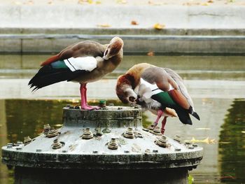 Close-up of birds perching on lake