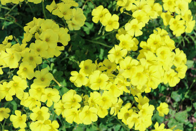 Close-up of yellow flowering plants