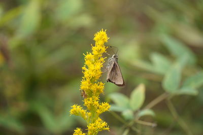 Close-up of butterfly pollinating on yellow flower