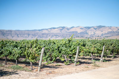 Scenic view of vineyard against sky