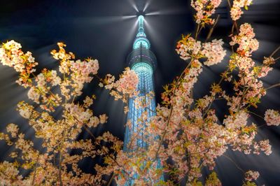 Low angle view of cherry blossoms by tokyo sky tree at night