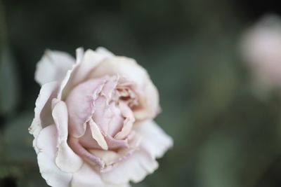 Close-up of white rose