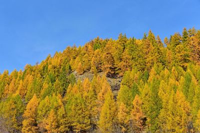 Scenic view of autumnal trees against sky