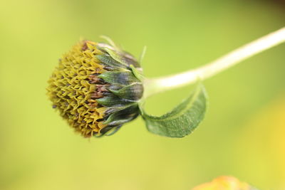 Close-up of insect on flower