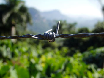 Close-up of barbed wire
