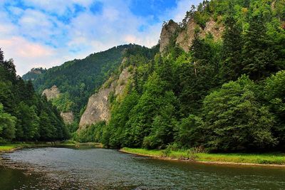 Scenic view of river amidst trees in forest against sky