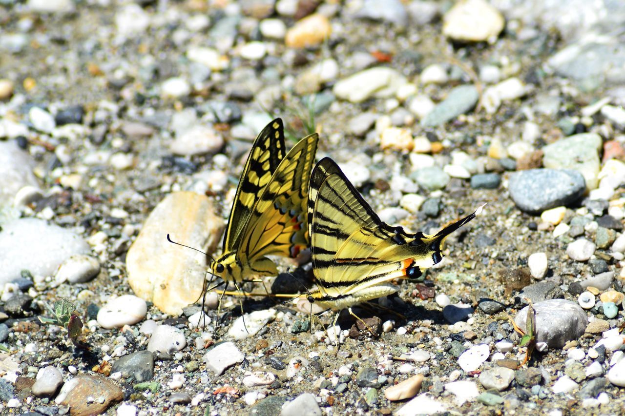 animal wildlife, animal themes, animal, wildlife, one animal, insect, animal wing, butterfly, nature, beauty in nature, close-up, day, moths and butterflies, no people, macro photography, leaf, yellow, stone, rock, high angle view, outdoors, flower, animal body part, sunlight, land, animal markings, zoology, focus on foreground