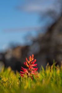 Close-up of red flowering plant on field