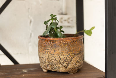 Close-up of potted plant on table