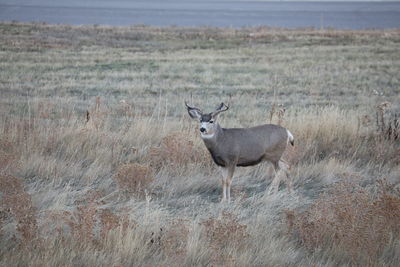 Deer standing on field