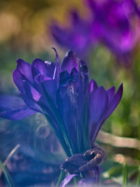 Close-up of purple flowering plant
